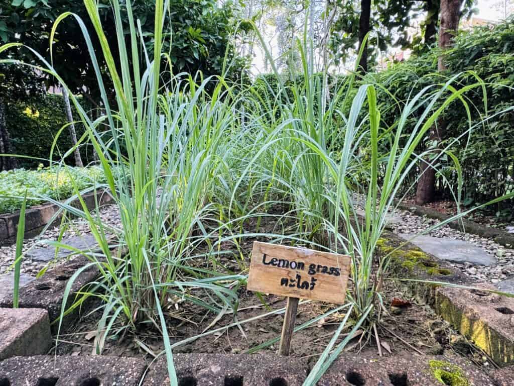Lemongrass grows in the organic herb garden at Phulay Bay Ritz-Carlton Reserve